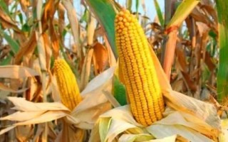 鯤玉16玉米種簡介，春播平均生育期134.5天