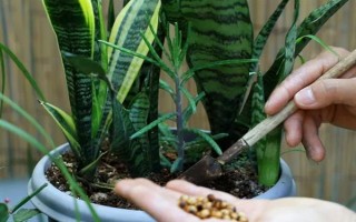 虎耳蘭的種植方法，生長期間讓土壤保持濕潤
