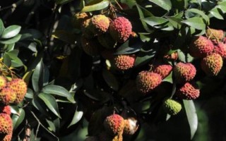 懷枝荔枝的特點(diǎn)，果皮暗紅、果頂渾圓、單果重達(dá)到20克