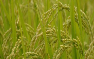 安優(yōu)華占水稻種子介紹，全生育期115.1天