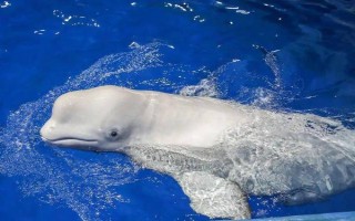 水生哺乳動物的種類，包括虎鯨、海豚、白鰭豚等品種