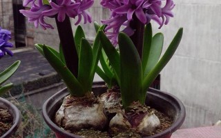 紫色風(fēng)信子的寓意，寓意永恒愛(ài)情、嫉妒、歉意等