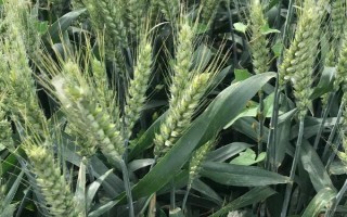 甘春24號(hào)小麥種子簡(jiǎn)介，一般在3月中下旬播種