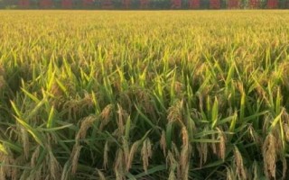 華育5505水稻品種的特性，4月中旬播種