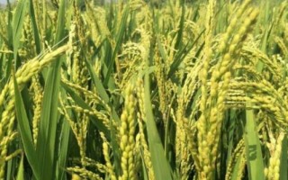 晶泰優(yōu)莉香水稻種簡(jiǎn)介，秧田畝播種量10.0千克