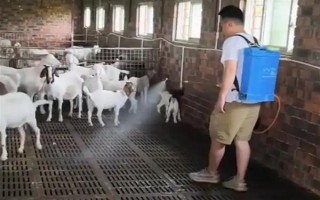 育肥羊的飼料配方，原料有玉米粉、草粉、玉米粒等