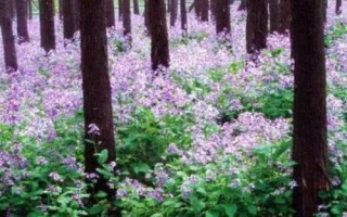 二月蘭的價格，通常在0.15-0.25元一株