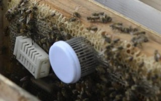 囚王籠的作用，可用來介入新蜂王、限制蜂王產(chǎn)卵等