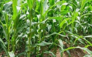 英玉828玉米種子介紹，適宜密度為5000株/畝左右