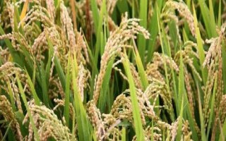 天禾糯1號(hào)水稻品種的特性，每畝基本苗5--6萬(wàn)