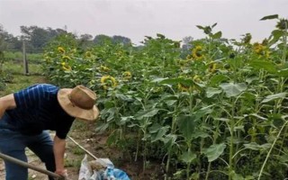 向日葵空殼如何預(yù)防，需提高水肥條件
