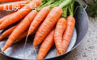 胡蘿卜是什么季節(jié)的蔬菜，屬于秋冬季蔬菜但一年四季可吃到