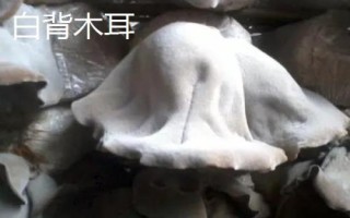 白背木耳和一般木耳有何區(qū)別，二者各有特點(diǎn)