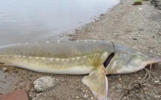 鰉魚介紹，屬于鱘科、鱘屬、達(dá)氏鰉種動物