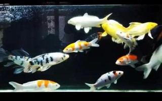 錦鯉白寫簡(jiǎn)介，一般指白寫錦鯉