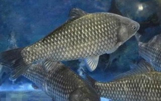 釣獲的鯽魚喂什么東西，一般可飼喂動(dòng)物性飼料