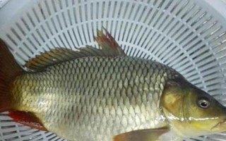 鯉魚(yú)的品種，常見(jiàn)的有紅鯉、豐鯉、錦鯉等