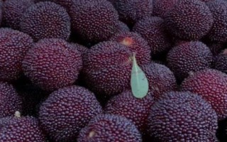 荸薺楊梅又叫什么楊梅，又叫小種楊梅、余姚楊梅、黑炭梅等