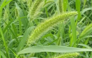 農(nóng)村常見的野草，常見的有苘麻、艾草等