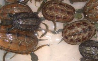 草龜可以和什么龜一起養(yǎng)，可以和黃喉龜、刀背麝香龜一起養(yǎng)