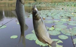 秋季能釣鯽魚(yú)嗎，初秋釣鯽魚(yú)效果不錯(cuò)