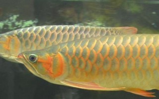 龍魚(yú)常見(jiàn)致病因素，可能是喂食方法不對(duì)或受驚等