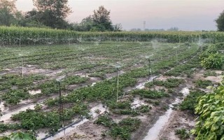 哪些因素會(huì)影響草莓膨大，主要有種子、溫度、光照等5個(gè)原因