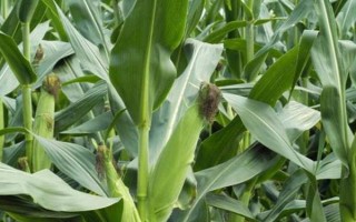 伊單9玉米種子簡介，在適應區(qū)5月5日左右播種