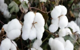 惠遠(yuǎn)1502棉花品種的特性，春播生育期122天