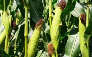 勁單4號(hào)玉米種子簡(jiǎn)介，在區(qū)試3000株/畝密度下