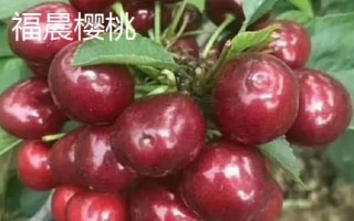 早紅珠櫻桃與福晨櫻桃品質(zhì)對比，早紅珠櫻桃一般更為優(yōu)質(zhì)