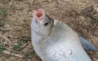 伊豆6號(hào)鉤可以釣多大魚(yú)，適合釣1斤至2斤的魚(yú)