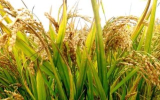 鑫豐優(yōu)989水稻種子特點(diǎn)，孕穗期每畝施鉀肥5～10千克