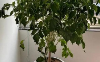 夏天幸福樹多久澆一次水，間隔2-3天就要澆一次水