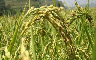 臻香優(yōu)野珍水稻種子特征特性，全生育期125.9天
