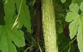 苦瓜的種植時間，南方在1-3月露天種植