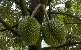 榴蓮樹的外觀，植株較高屬于常綠喬木、葉片頂端較尖底部為圓形