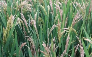 粘兩優(yōu)2363水稻品種的特性，每畝有效穗數(shù)17.2萬穗