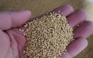 谷子的種植管理技術(shù)，先曬種再浸種