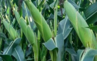 登海圣豐168玉米種簡(jiǎn)介，適宜密度為每畝5000株左右