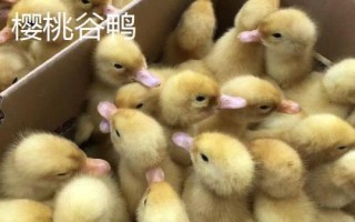 優(yōu)質(zhì)鴨苗品種介紹，品種眾多各有特點(diǎn)