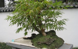 怎么養(yǎng)觀賞竹子，喜半陰的光照環(huán)境