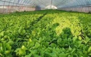 夏季哪些蔬菜可以露天種植，包括小白菜、空心菜、番茄、茄子等品種