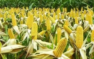 迪卡1627玉米種簡介，出苗至成熟大概要117天