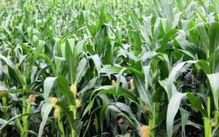 群策518玉米品種的特性，畝植密度以3000株左右為宜