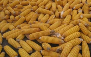 銀海糯1號(hào)玉米品種簡介，玉米抽雄前后注意防治大小斑病
