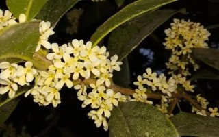 秋季適合種哪些花，可以種菊花、桂花、蝴蝶蘭等
