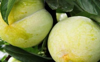 優(yōu)質(zhì)的李子品種，常見的有愛琴李、安哥諾、黑寶石李等