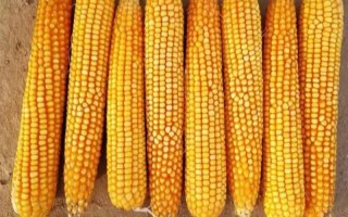 T3191T玉米種子特點，適宜在肥力中上等的地塊種植