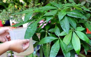 招財(cái)樹(shù)怎樣養(yǎng)，適宜生長(zhǎng)溫度為18-28℃